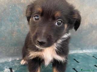 Meticcio cani LE DOLCI PIETRE PREZIOSE - Annuncio 36