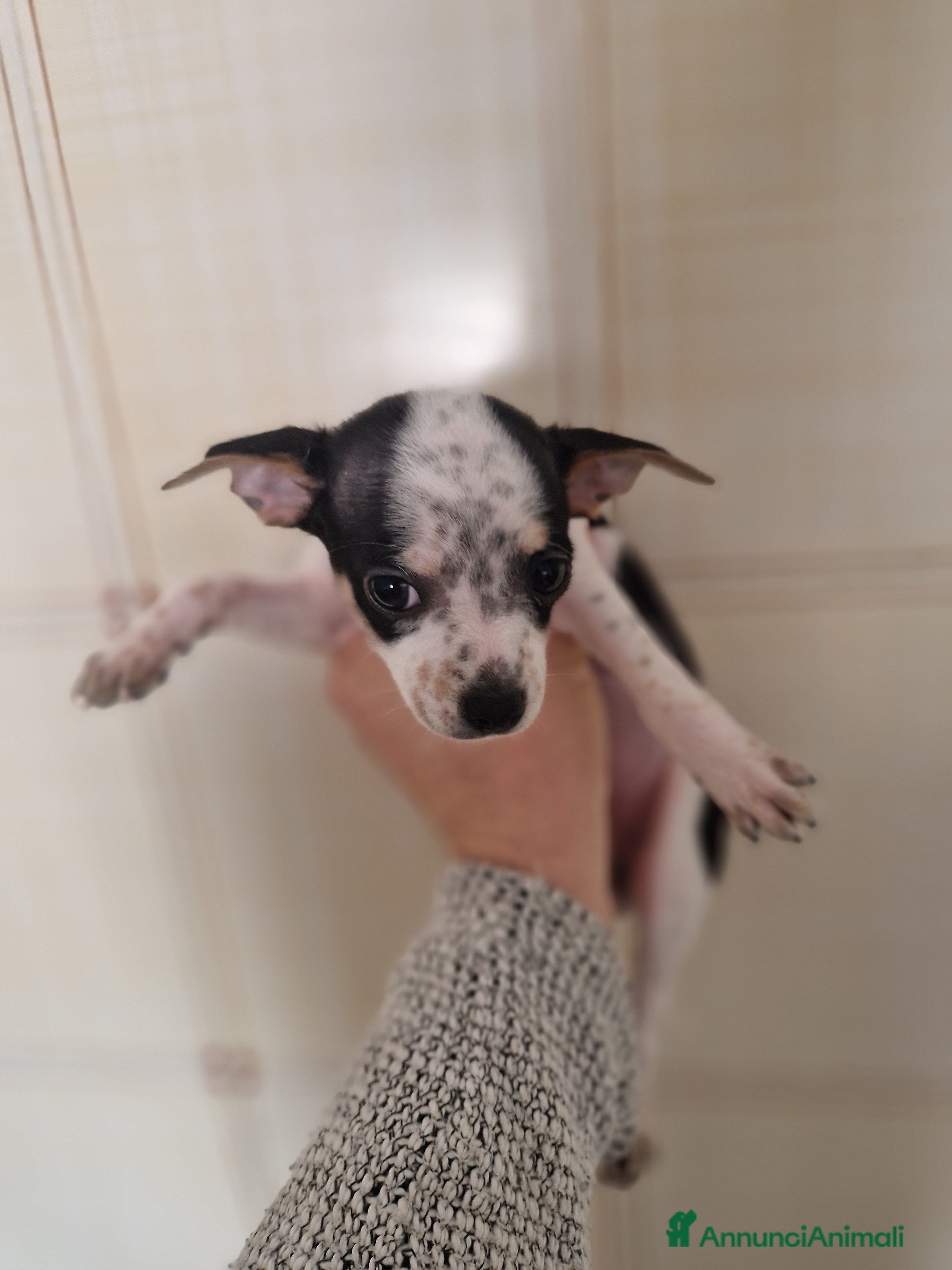 Chihuahua cani Chihuahua Femmina - Annuncio 2