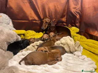 Bassotto cani in vendita: Cuccioli bassotto tedesco - Annuncio 1