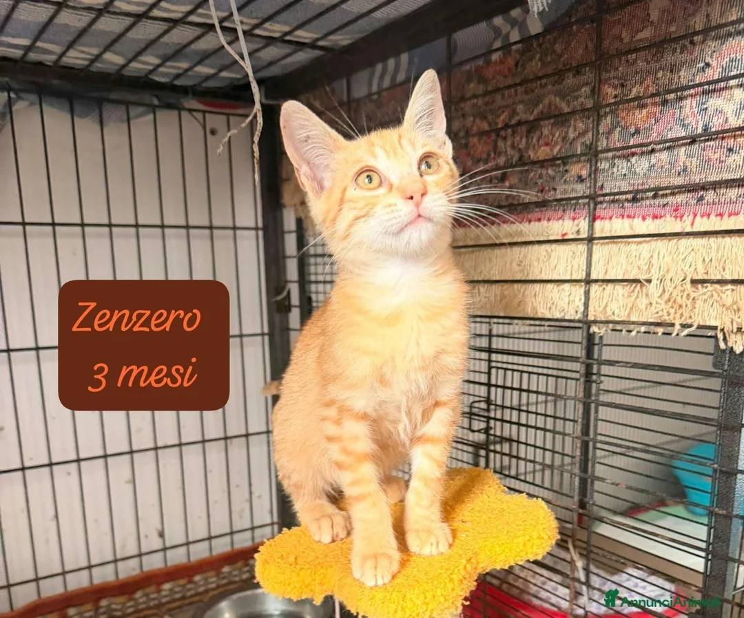 Altre razze gatti in regalo: S.o.s. micini da salvare  a Città Metropolitana di Bologna - Annuncio 13