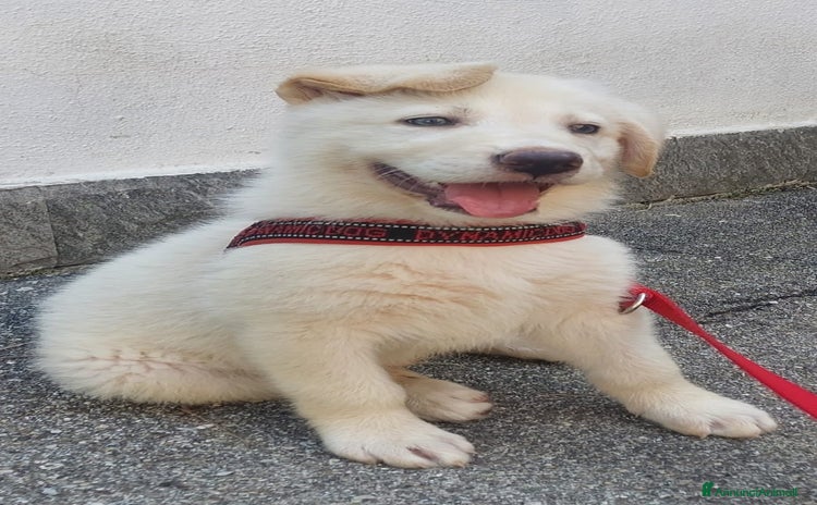 Meticcio cani - Annuncio 19