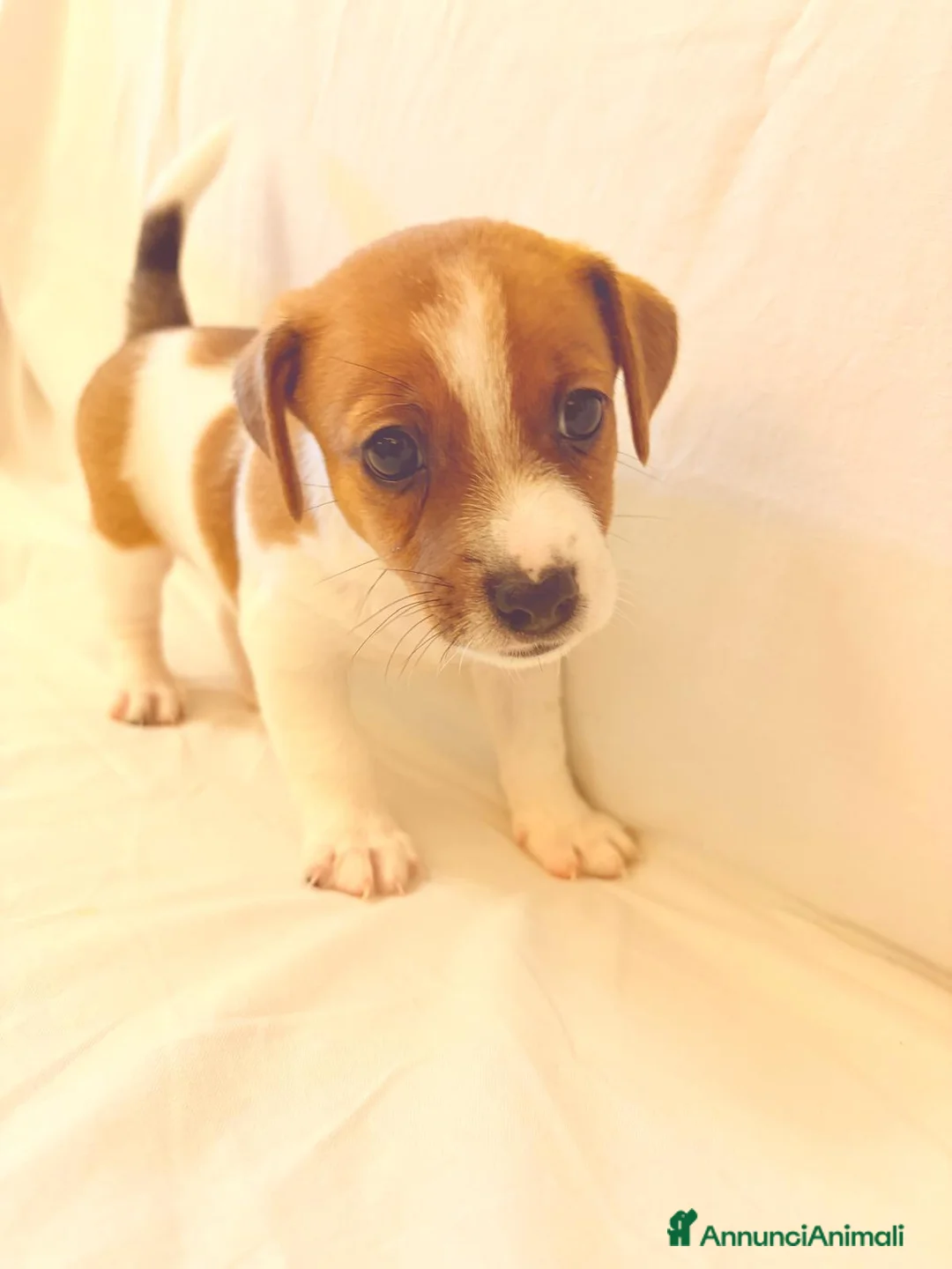 Jack Russell cani in vendita: Cucciolata Jack Russell Riolo Terme - Annuncio 2