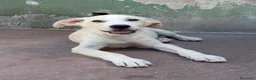 Meticcio cani in regalo: Harry, mix golden/labrador! (4 mesi)  - Annuncio 3