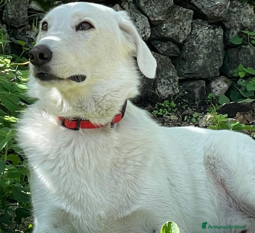 Meticcio cani in regalo: IL DOLCE E BELLISSIMO CESARE - Annuncio 2