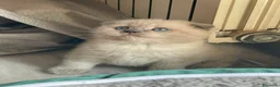 Scottish gatti in vendita: Schottish fold/straight a Città metropolitana di Roma Capitale - Annuncio 1