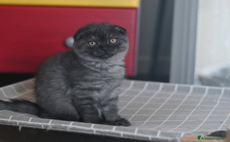 Scottish gatti - Annuncio 5