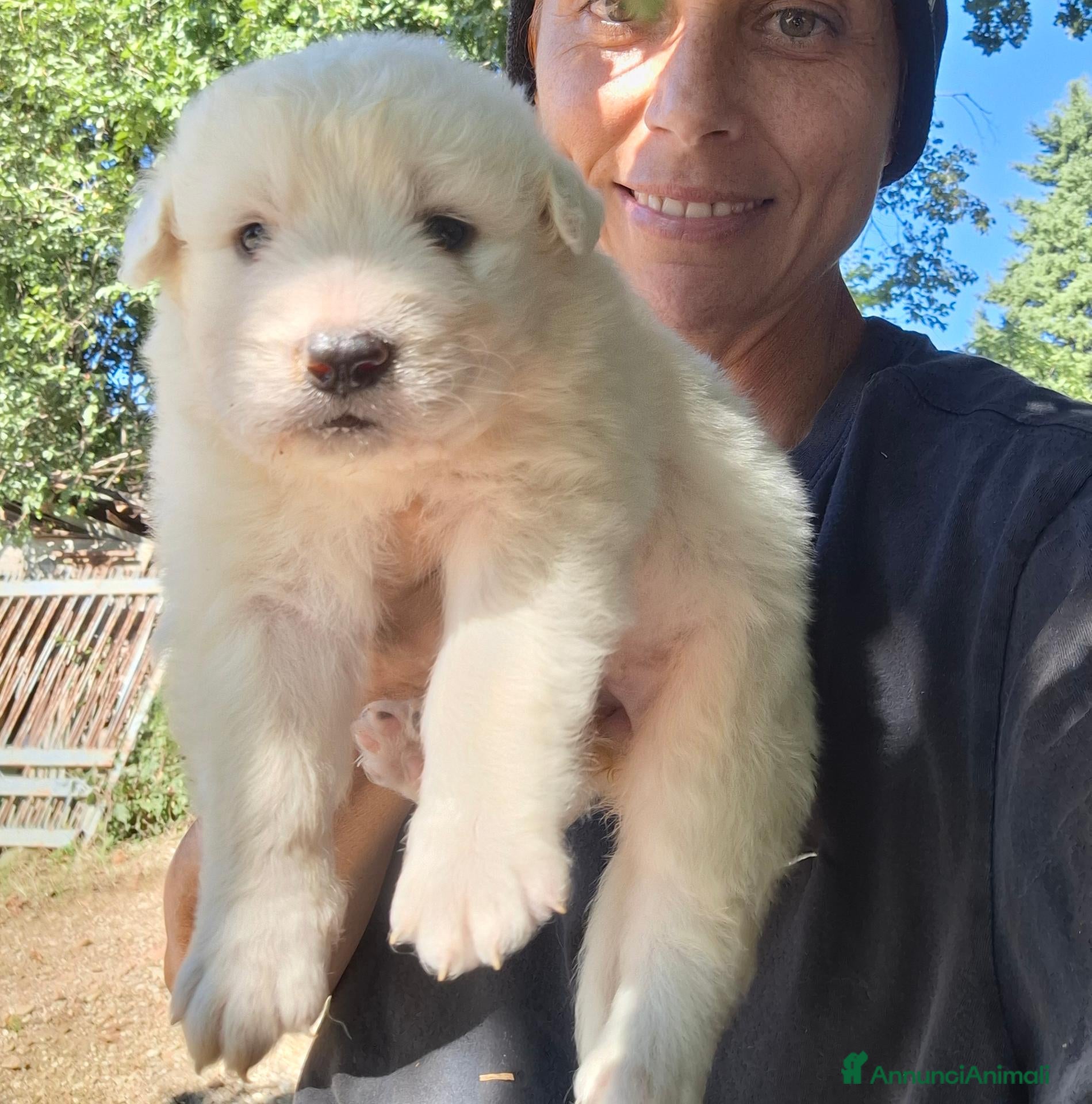 Meticcio cani Cuccioli maremmano e pastore caucaso - Annuncio 4