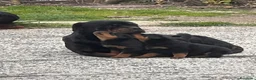 Rottweiler cani in vendita: Rottweiler splendido maschietto - Annuncio 10