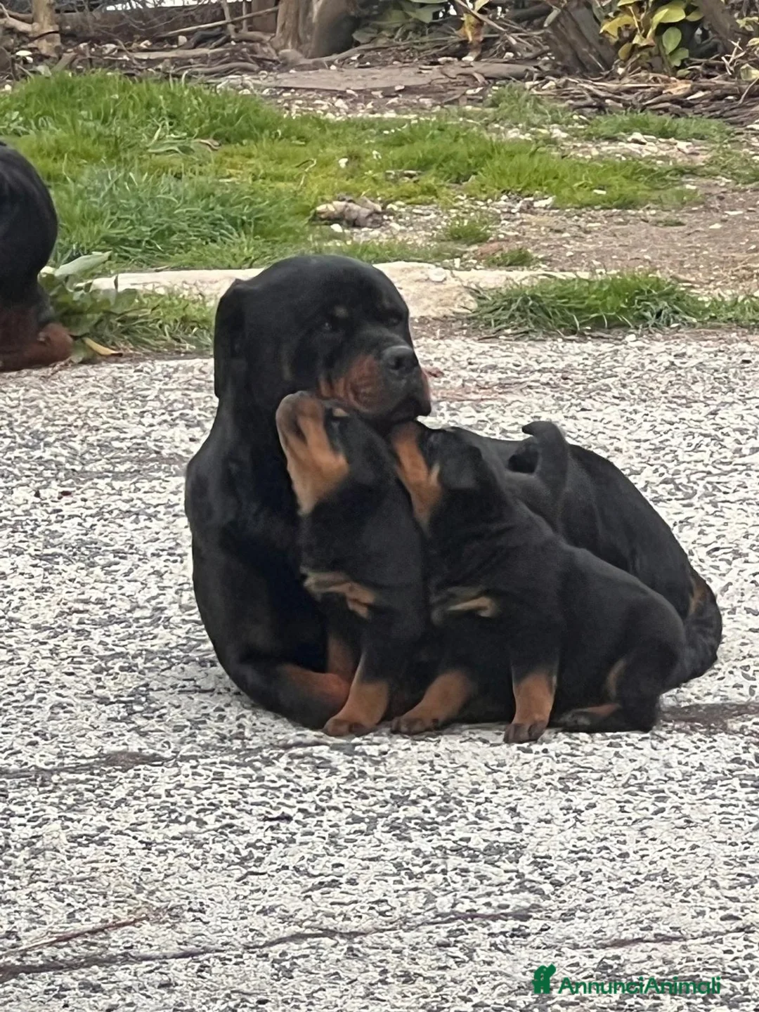 Rottweiler cani in vendita: Rottweiler splendido maschietto - Annuncio 10