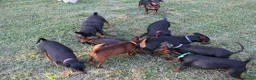Pinscher Miniatura cani in vendita: Pinscher nano  - Annuncio 2