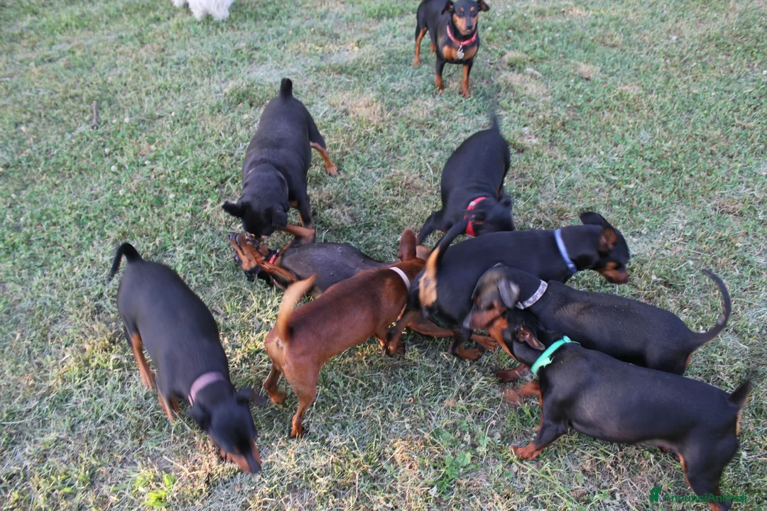 Pinscher Miniatura cani in vendita: Pinscher nano  - Annuncio 2