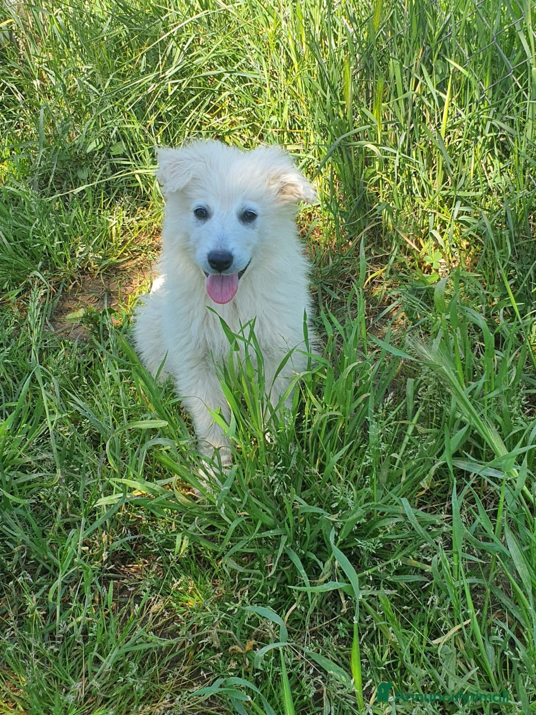 Pastore Maremmano cani in regalo: Meravigliosi maremmanini  a Provincia di Viterbo - Immagine 8