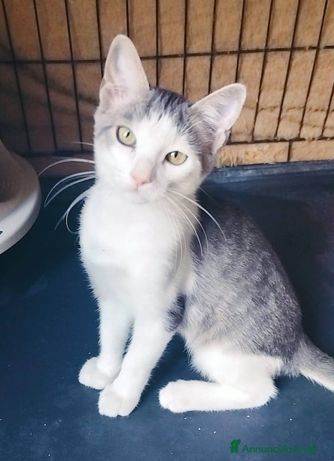 Europeo gatti in regalo: MICINO 60 GG. DOLCISSIMO CERCA CASA - Annuncio 2