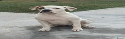Bulldog cani in vendita: Cucciolo American bulldog  - Annuncio 8