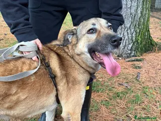 Meticcio cani Splendido meticcio - Whisky - Annuncio 17