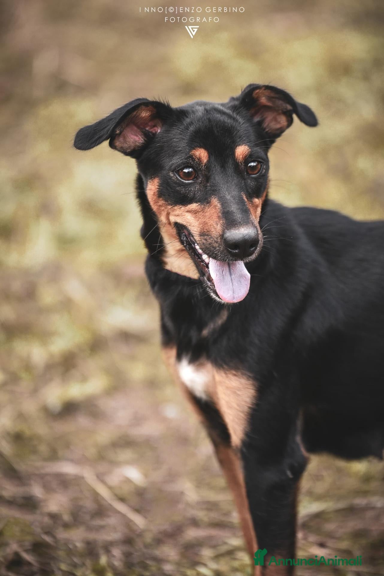 Pinscher Tedesco cani in regalo: Mia Pinscher Tedesco meticcia straordinaria  - Annuncio 2