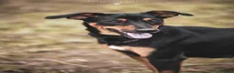 Pinscher Tedesco cani in regalo: Mia Pinscher Tedesco meticcia straordinaria  a Città metropolitana di Milano - Annuncio 2