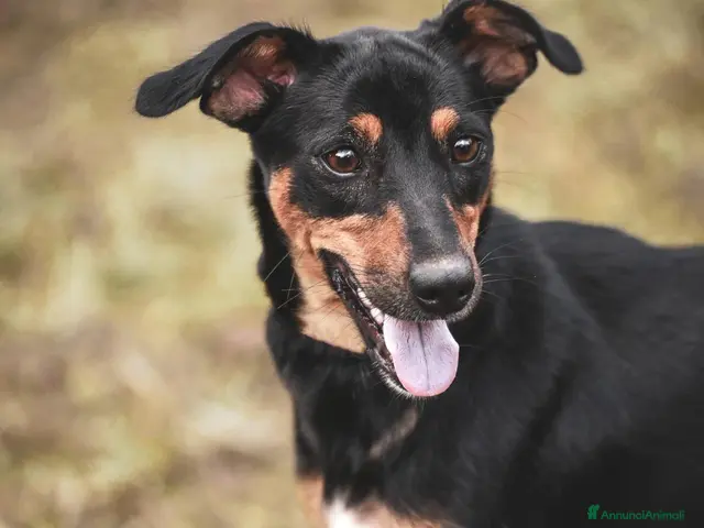 Pinscher Tedesco cani in regalo: Mia Pinscher Tedesco meticcia straordinaria - Annuncio 2