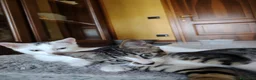 Europeo gatti in regalo: Si affida gratuitamente coppia fratellini maschi  - Annuncio 5
