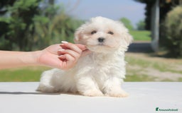 Maltese cani in vendita: Cuccioli di Maltese a Provincia di Pavia - Immagine 1