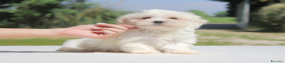 Maltese Cucciolo 1