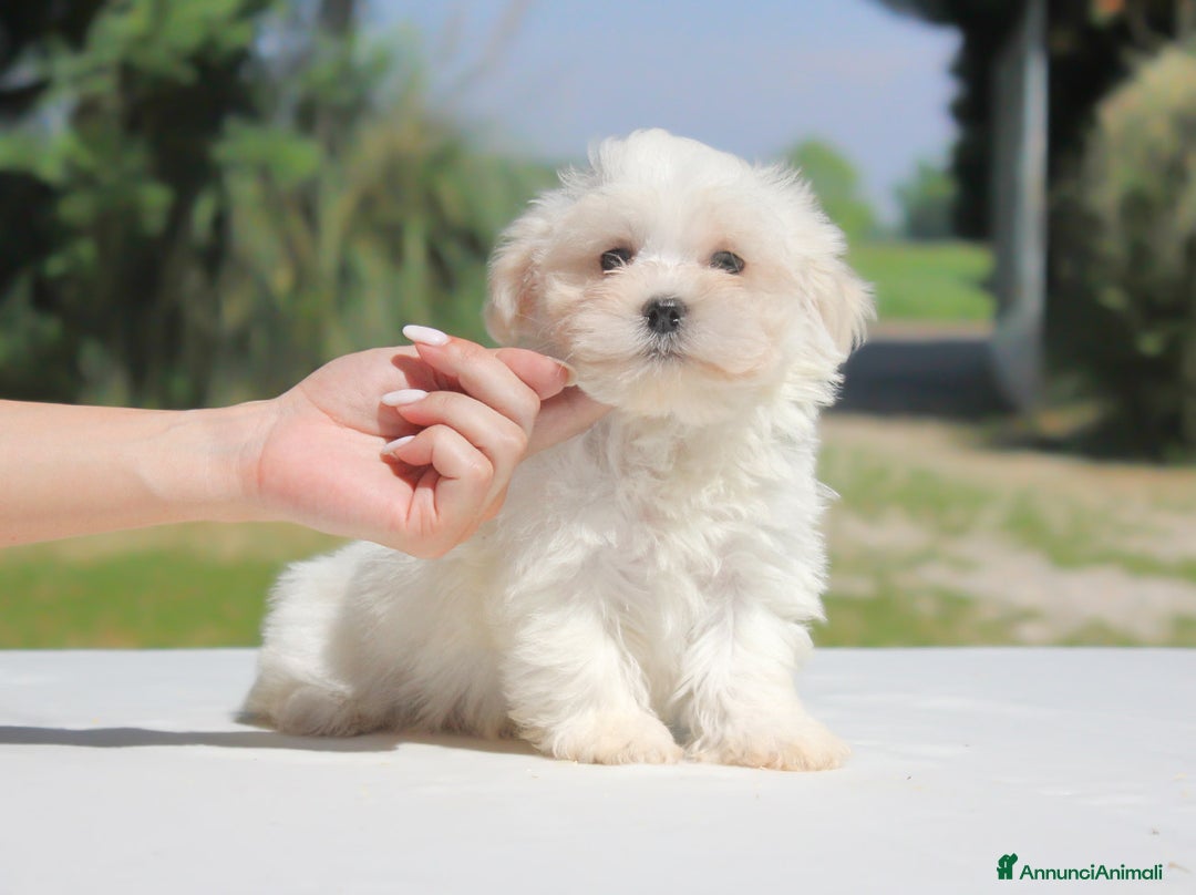 Maltese cani in vendita: Cuccioli di Maltese a Provincia di Pavia - Immagine 1