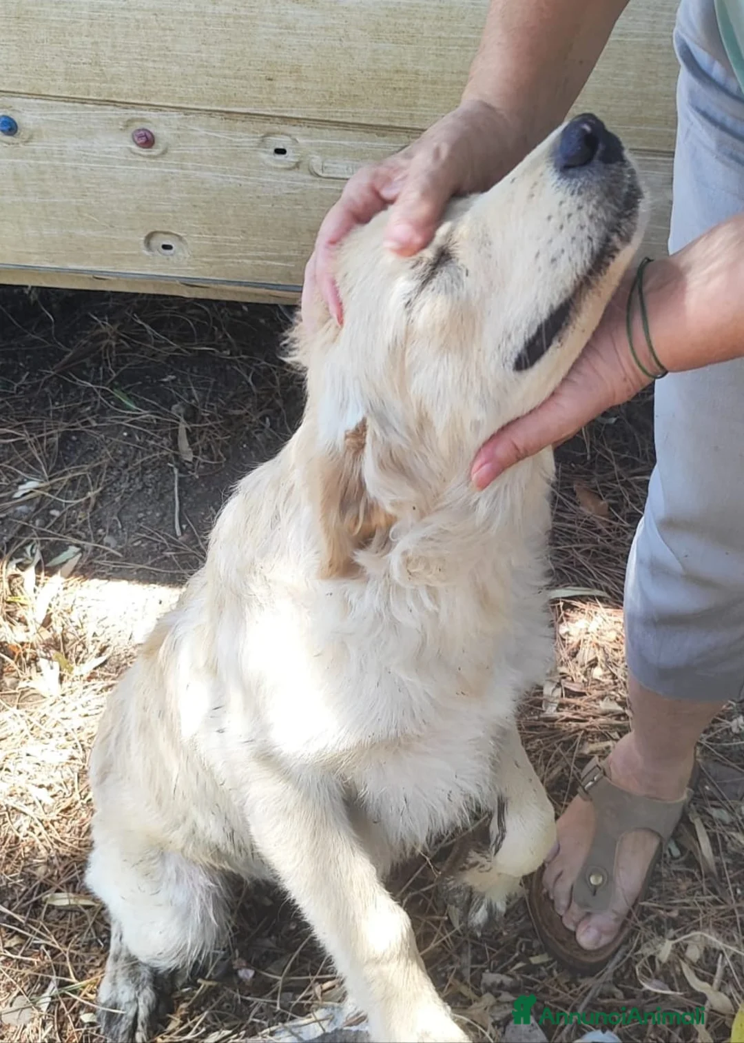 Meticcio cani in regalo: 2femmine 5mesi IL PASTORE NN LE VUOLE CAGLIARI SOS - Annuncio 2