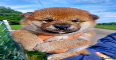Shiba Inu cani a Provincia di Treviso - Annuncio 4