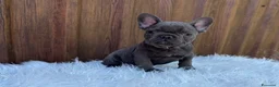 Bulldog Francese cani in vendita: Bulldog francese blu and tan - Annuncio 6