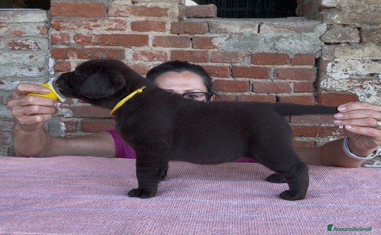 Labrador cani a Provincia di Lodi - Annuncio 1