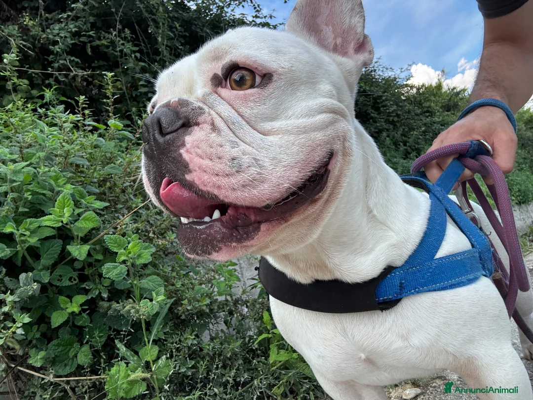 Bulldog Francese cani per accoppiamento: Bulldog francese per monta  a Provincia di Teramo - Annuncio 2