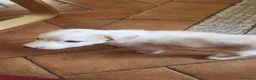 Meticcio cani in regalo: Labrador Retriever  a Libero consorzio comunale di Agrigento - Annuncio 3