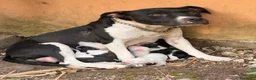 Meticcio cani in vendita: Vendo 2 cuccioli (MASCHI) ANNUNCIO URGENTE - Annuncio 1