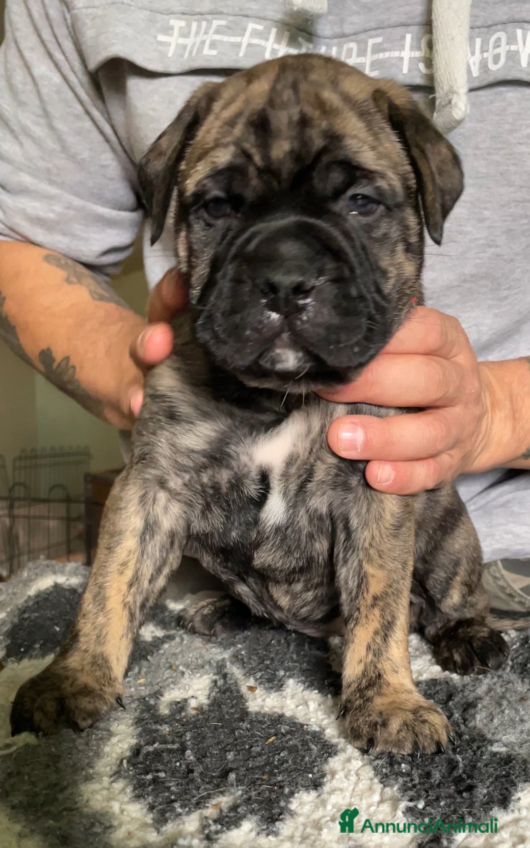 Bullmastiff cani in vendita: CUCCIOLI BULLMASTIFF - Annuncio 7
