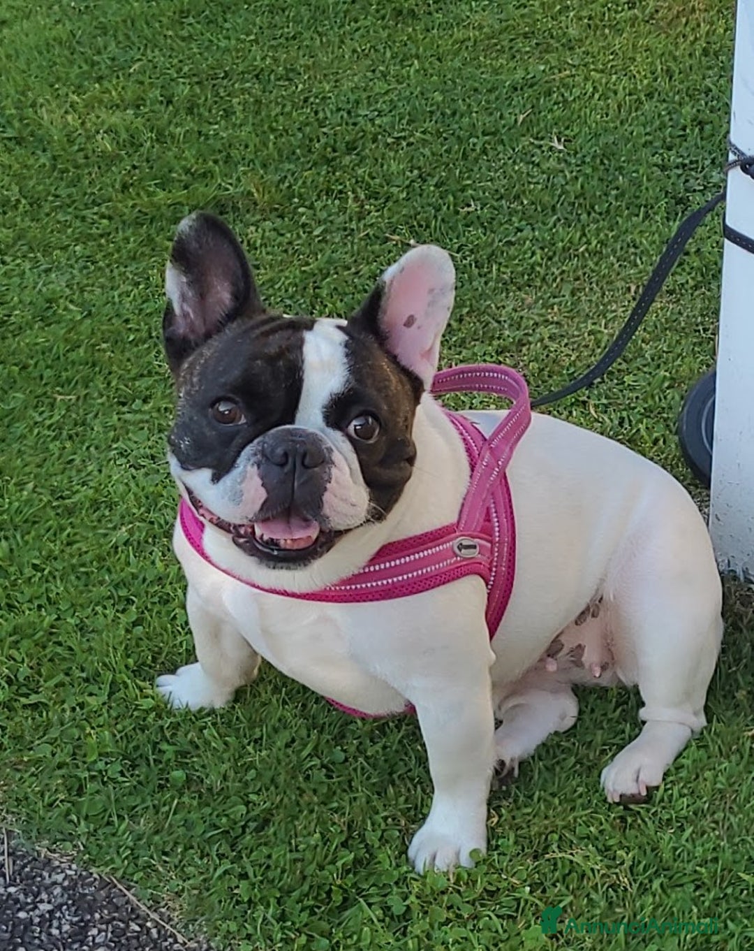 Bulldog Francese cani in vendita: cucciolo bulldog francese - Annuncio 2