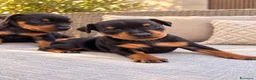 Pinscher Miniatura cani in vendita: Pinsher cuccioli  - Annuncio 11
