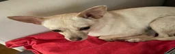 Chihuahua cani in regalo: LA PICCOLA E TENERA DEA - Annuncio 3