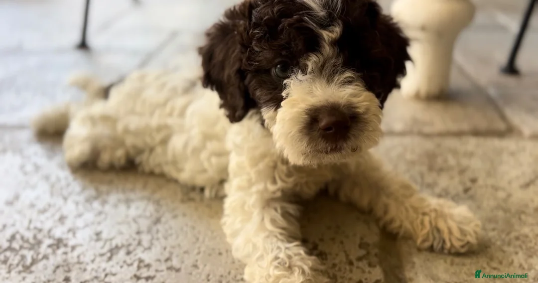 Lagotto cani in vendita: Cuccioli lagotto romagnolo  - Annuncio 2