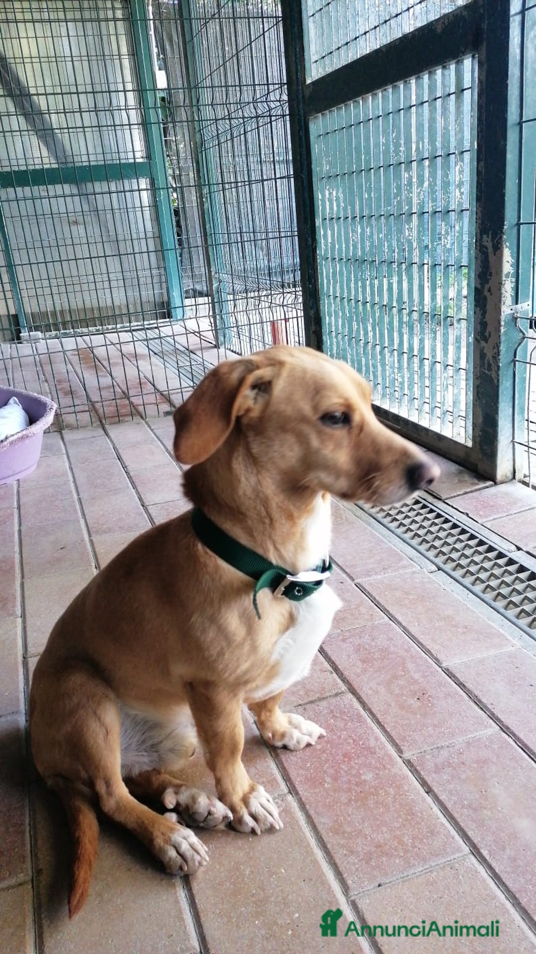 Altre razze cani in regalo: Mignolo, piccolo cagnolino cerca famiglia  a Città metropolitana di Roma Capitale - Annuncio 7