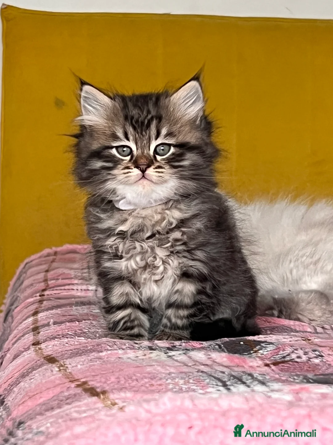 Siberiano gatti in vendita: Siberiani  - Annuncio 6