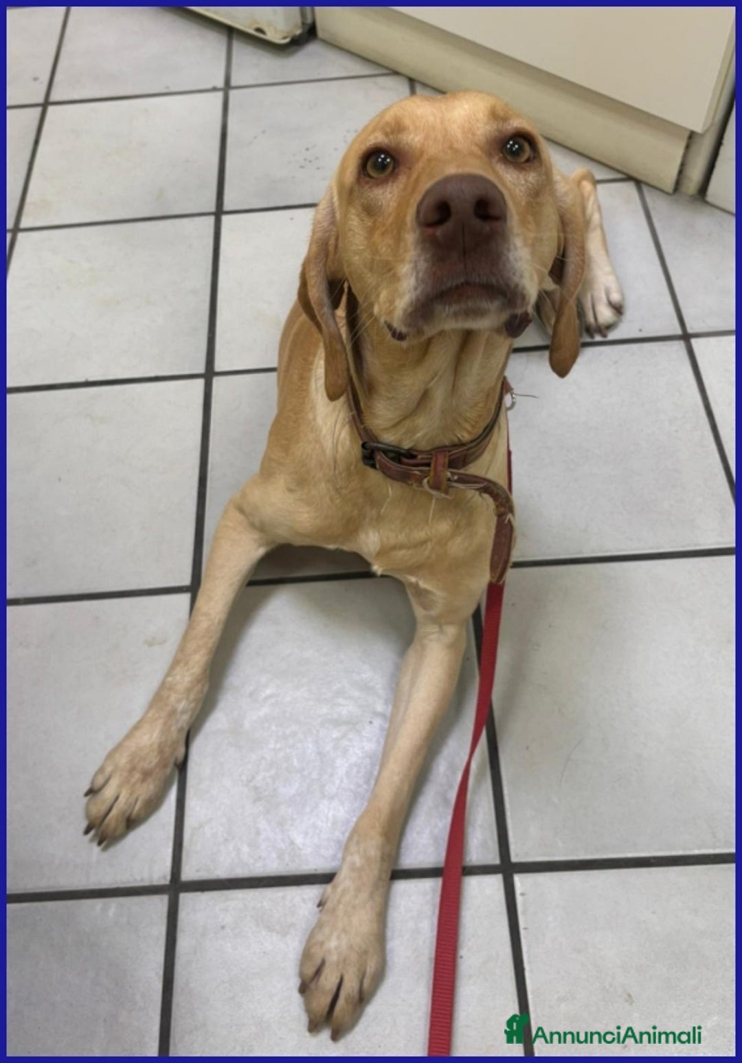 Segugio cani in regalo: BAGIGIO CUCCIOLONE MIX SEGUGIO 9 MESI, BELLO E BUO - Annuncio 6