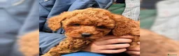 Barboncino Toy cani in vendita: Barboncino toy - Annuncio 1