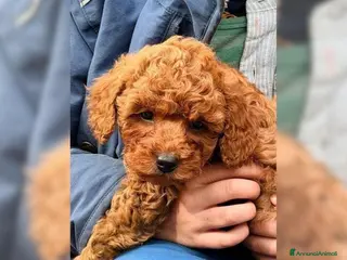 Barboncino Toy cani Barboncino toy - Annuncio 15