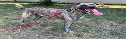 Meticcio cani in regalo: VITO CERCA CASA - Annuncio 13