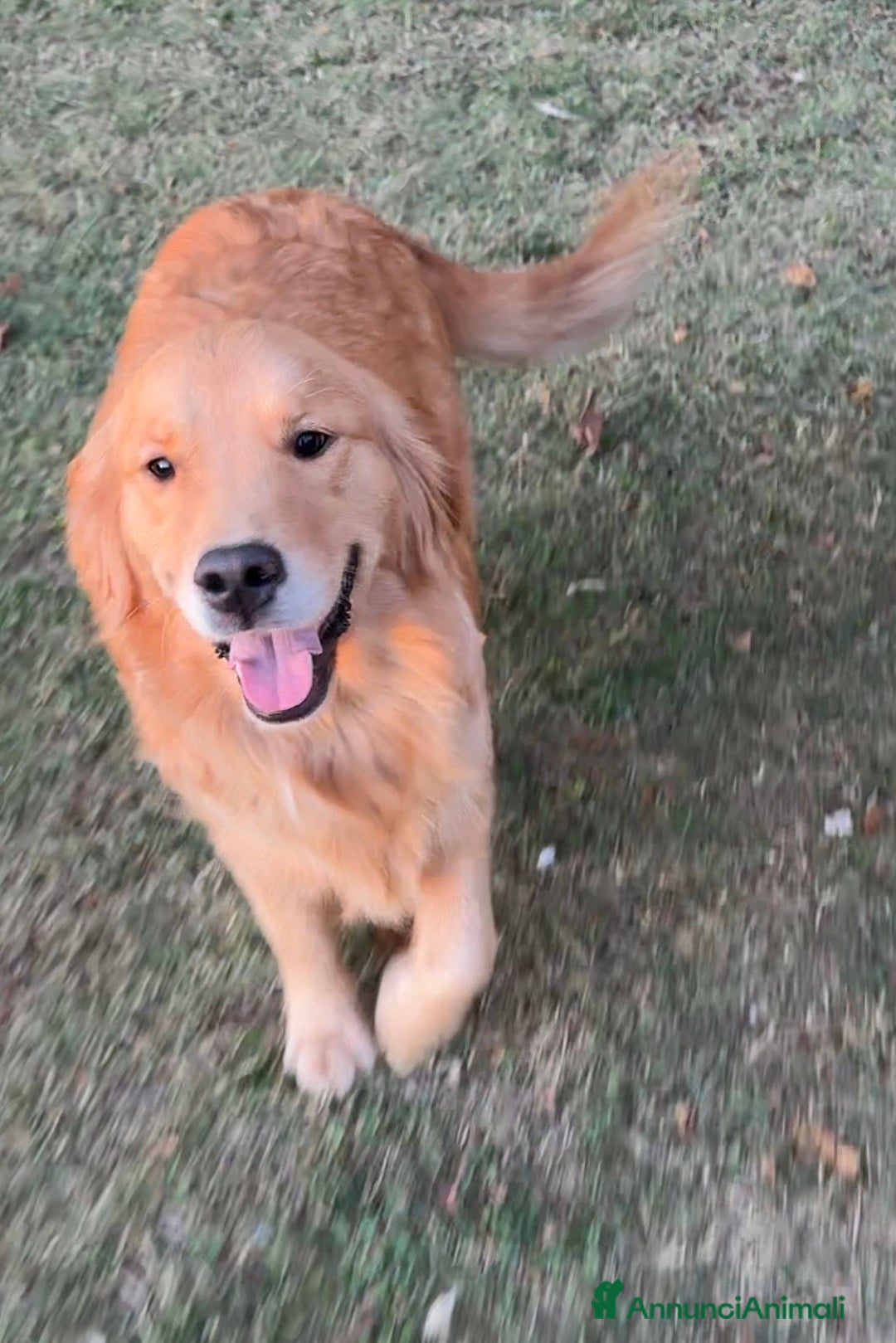 Golden Retriever cani in vendita: 🐾 Golden Retriever – disponibili da subito! 🐾 - Annuncio 8