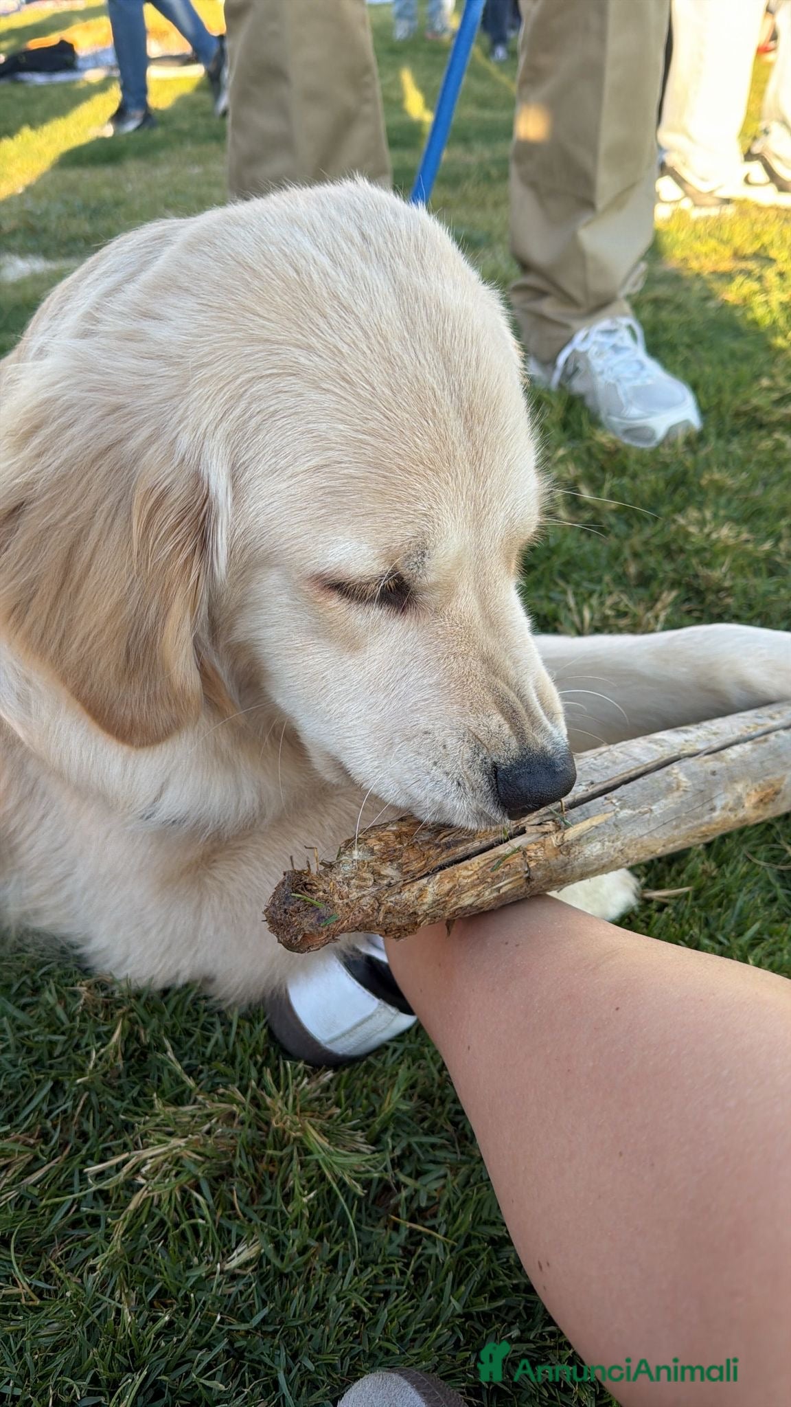 Golden Retriever cani Golden retriver americano con pedigree enci - Annuncio 1