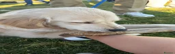 Golden Retriever cani in vendita: Golden retriver americano con pedigree enci a Città Metropolitana di Bari - Annuncio 1
