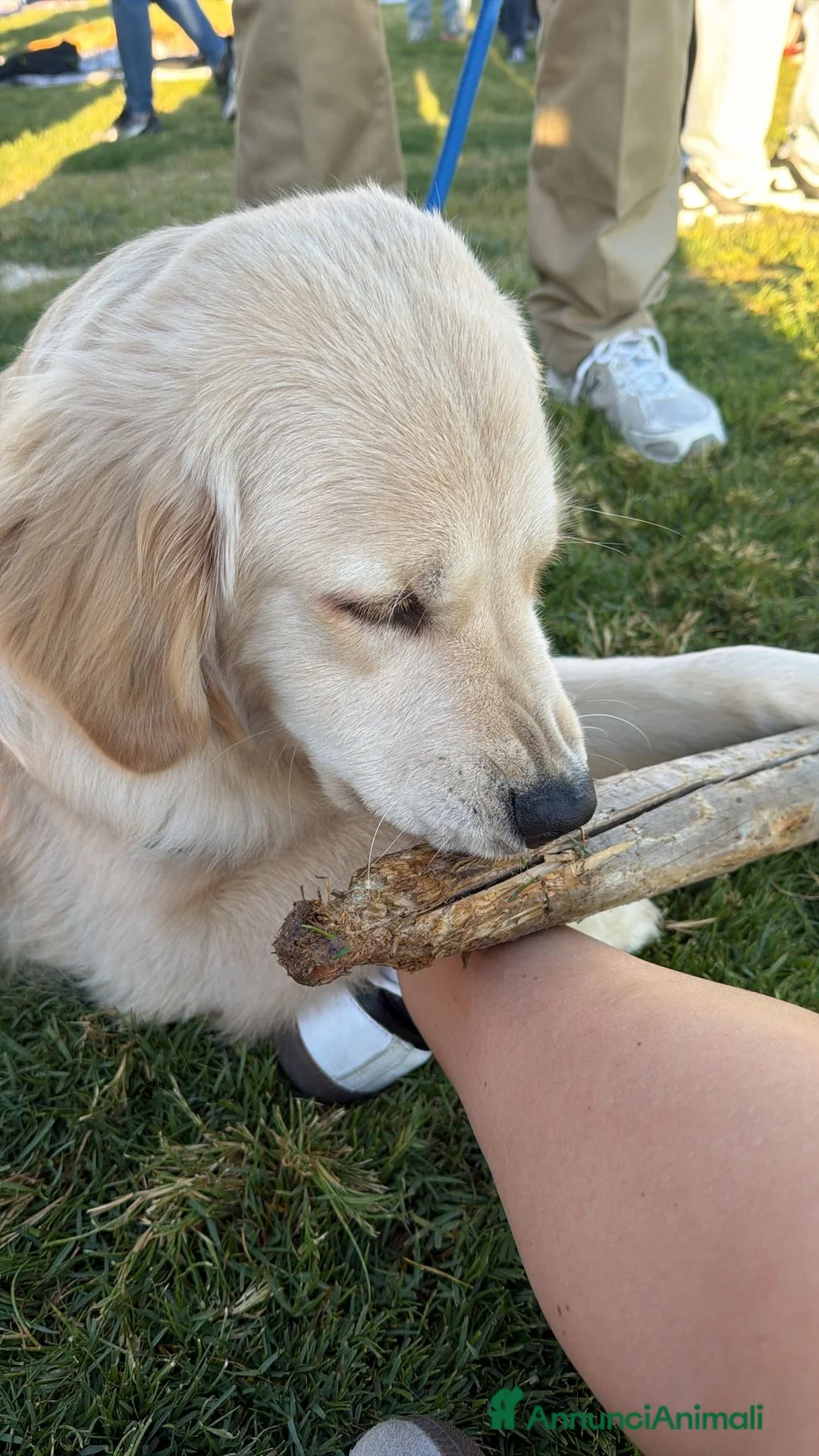 Golden Retriever cani in vendita: Golden retriver americano con pedigree enci a Città Metropolitana di Bari - Annuncio 1