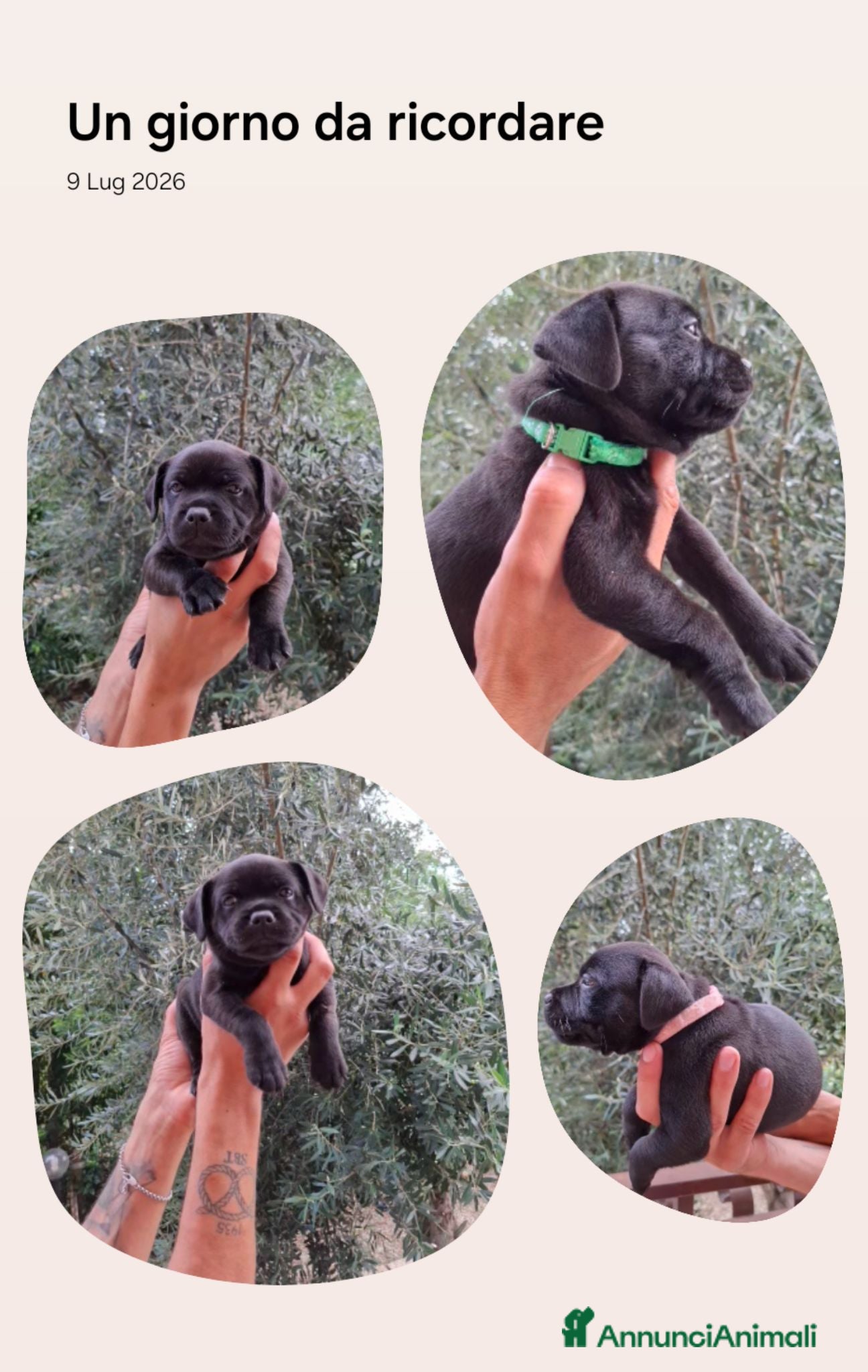 Staffordshire cani Cuccioli staffordshire bull terrier - Annuncio 1