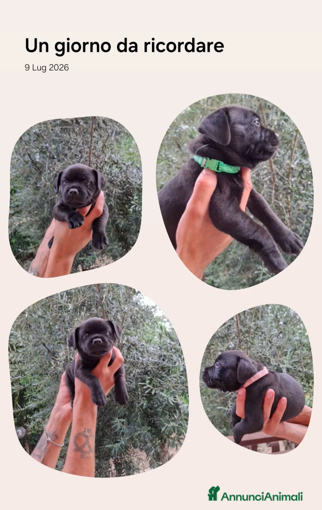 Staffordshire cani in vendita: Cuccioli staffordshire bull terrier a Città metropolitana di Roma Capitale - Annuncio 1